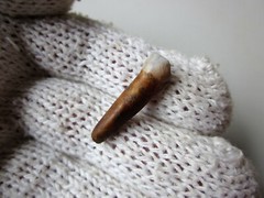 Rare Ancient Viking small Amulet Pendant baby Wolf Tooth IX – X AD.
