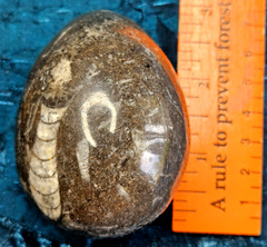 Fossil Egg Shape Polished Stone with Several Unknown Fossils Imbedded
