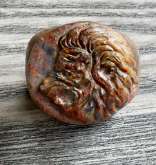 300 BC Authentic Ancient Roman hololith Ring Engraved Gemstone Lion MUSEUM GRADE