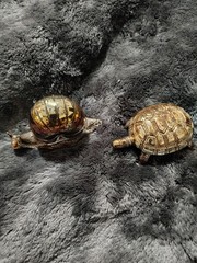 Pair Of Turtle & Snail Salt Cellar Trinket Box Pill Box With Plastic Insert