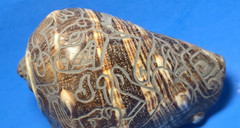 PRE-COLUMBIAN MAYAN CARVED SNAIL, CODEX TYPE