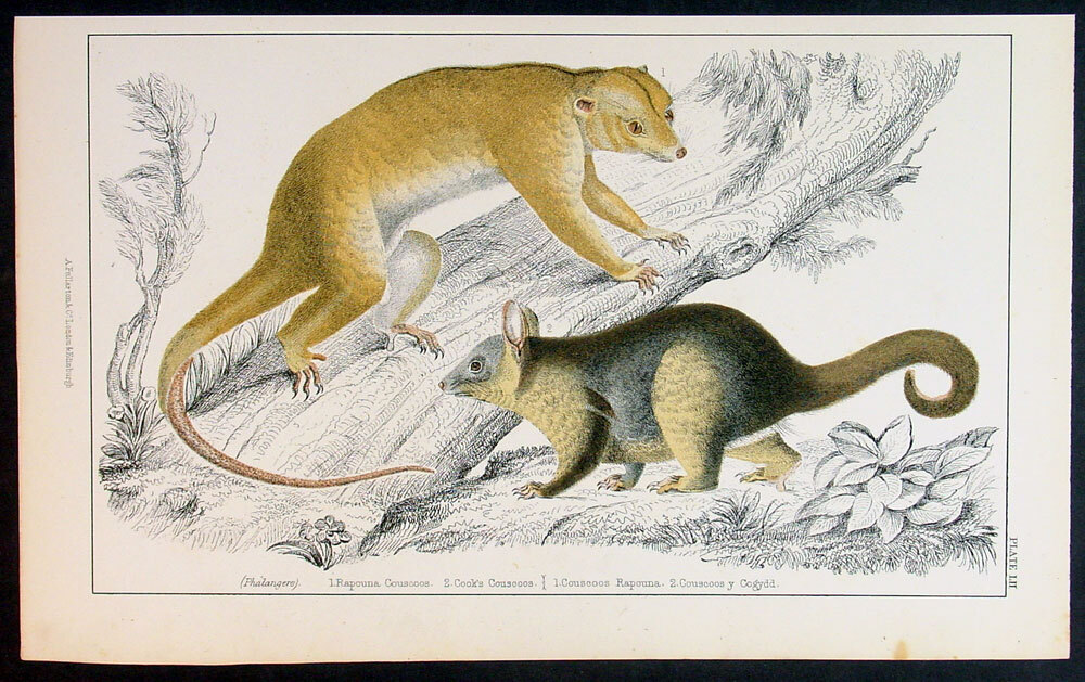 1830 Goldsmith Antique Print Rapouna & Cooks Couscoos