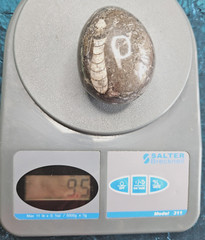 Fossil Egg Shape Polished Stone with Several Unknown Fossils Imbedded