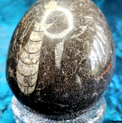 Fossil Egg Shape Polished Stone with Several Unknown Fossils Imbedded