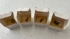 David Winter Miniatures At The Bothy PROOF SET of 4