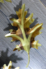 VTG Home Interiors Homco Brass Oak Leaves Metal Hanging Wall Decor Set of 4