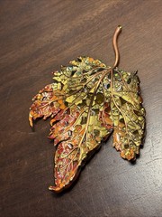Gorgeous Vintage Rare Jay Strongwater Metal Enamel Leaf with Crystals