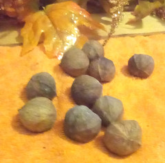 10 REAL FALL Decorative Hickory Nuts Brown Crafts Autumn Harvest