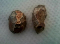 Lower Paleolithic Levallois technique 1.4MYO Jordan Valley Israel