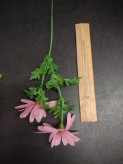 12 Stems Genuine 1960s Vintage Plastic Flowers – Marguerite Daisy 8 inches by 2″