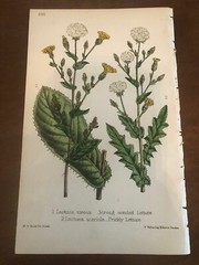 Beautiful C1870 Hand Painted Lithograph Botanical