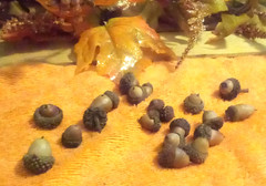 20 REAL FALL Decorative Small Mini Button Nuts Brown Crafts Autumn Harvest