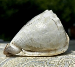 Victorian-Edwardian Era Shell Carving Diana/Artemis Phenomenal Craftsmanship 🚭