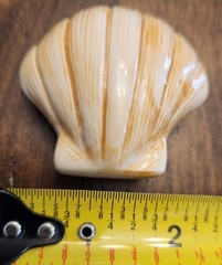 Painted Sea Shells 2 to 3 Inches Ceramic Ocean Beach Decor Set Of 8 with Crate B