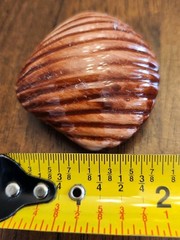 Painted Sea Shells 2 to 3 Inches Ceramic Ocean Beach Decor Set Of 8 with Crate A