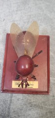 Hormiga Culona Florida Blanca santander Colmbia Art hand crafted teacher gift