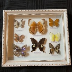 Vintage framed butterflies wall art home decor shadow box wall art display