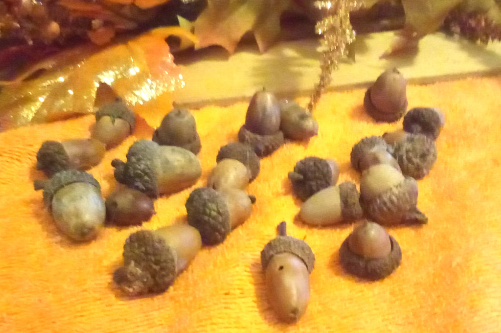 20 REAL FALL Decorative Acorns Brown Glued on Caps Crafts Autumn Harvest