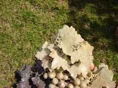 RARE ANTIQUE CARVED SOAPSTONE GRAPES & LEAVES DETAIL = (Watch The Video )