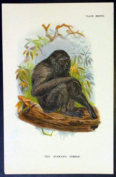 1890 Lloyds Natural History Antique Print – The Siamang Gibbon