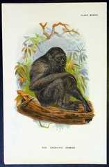 1890 Lloyds Natural History Antique Print – The Siamang Gibbon