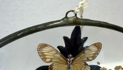 Silver Framed Round Dried Flowers & Butterfly Glass Hanging Window/Wall Decor
