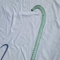 Rare Antique Whimsy Parade Cane Light Blue End Of Day Blown Twisted Glass Rod