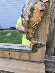 Largemouth Bass Fishing Wall Theme Mirror Cabin Cottage Lake House