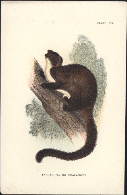 1890 Lloyds Natural History Antique Print Taguan Flying Phalanger