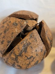 PAIR Vintage NATURAL Full Brazil Nut Pods Home Decor Unique