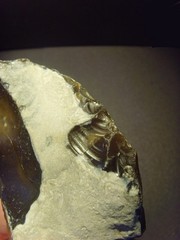 Lower Paleolithic – Two very Fine Acheulean scrapers. c.450,000 BP.