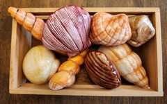 Painted Sea Shells 2 to 3 Inches Ceramic Ocean Beach Decor Set Of 8 with Crate A