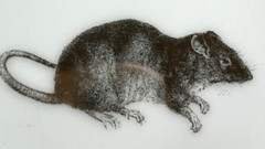 Vintage Small White Porcelain & Gold Gilt MOUSE Trinket Dish, Late 1990s Plate