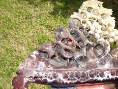 RARE ANTIQUE CARVED SOAPSTONE GRAPES & LEAVES DETAIL = (Watch The Video )
