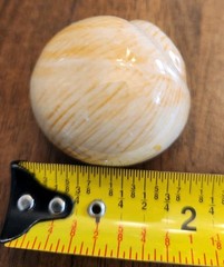 Painted Sea Shells 2 to 3 Inches Ceramic Ocean Beach Decor Set Of 8 with Crate A