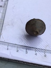Unknown lead metal detecting find (950)