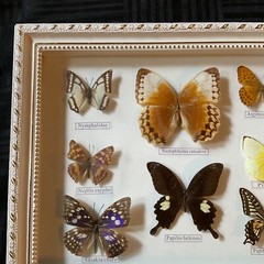 Vintage framed butterflies wall art home decor shadow box wall art display