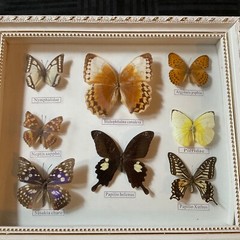 Vintage framed butterflies wall art home decor shadow box wall art display