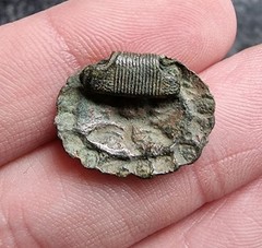 Clog / Shoe Clasp Post Medieval / Georgian Rare Design Floral Detecting Find