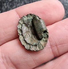 Clog / Shoe Clasp Post Medieval / Georgian Rare Design Floral Detecting Find