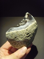 Lower Paleolithic – Fine Acheulean ‘hooked’ scraper. c.450,000 BP.