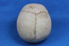 Small Ceramic Human Skull Realistic Occult Gothic Decor Display Oddity