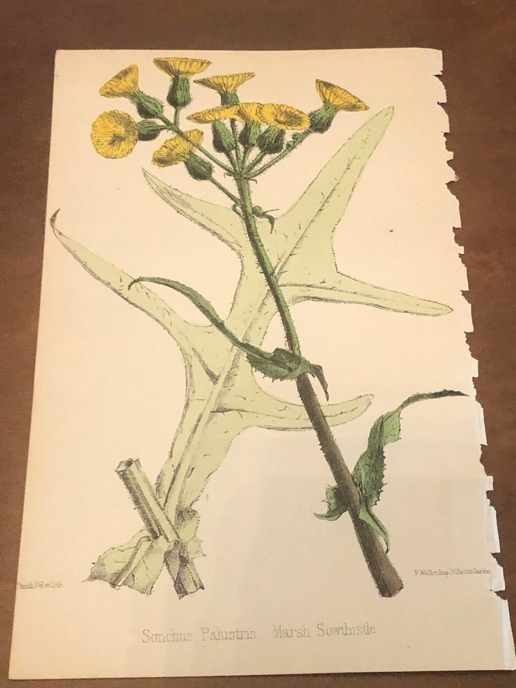 Beautiful C1870 Hand Painted Lithograph Botanical Sonchus Palustris