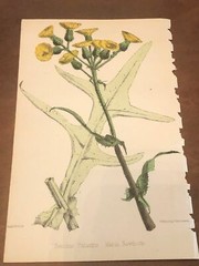 Beautiful C1870 Hand Painted Lithograph Botanical Sonchus Palustris