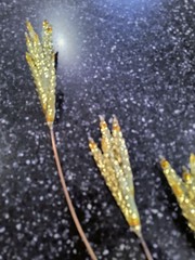 vintage Mid-cenrury Homco Brass Metal wheat stalk wall hanging 31 inches Retro