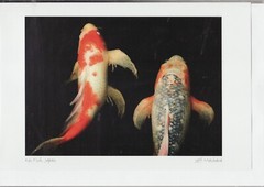 Wonderful – KIO FISH, JAPAN photo by Jeff Maihara – New 6″ x 9″ Art Card
