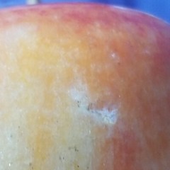 Antique Italian? Alabaster Stone Fruit Marble Red Yellow Apple Great Wood Stem