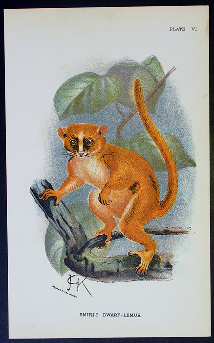1890 Lloyds Natural History Antique Print – Smith’s Dwarf-Lemur
