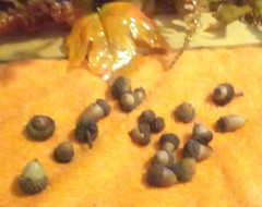 20 REAL FALL Decorative Small Mini Button Nuts Brown Crafts Autumn Harvest