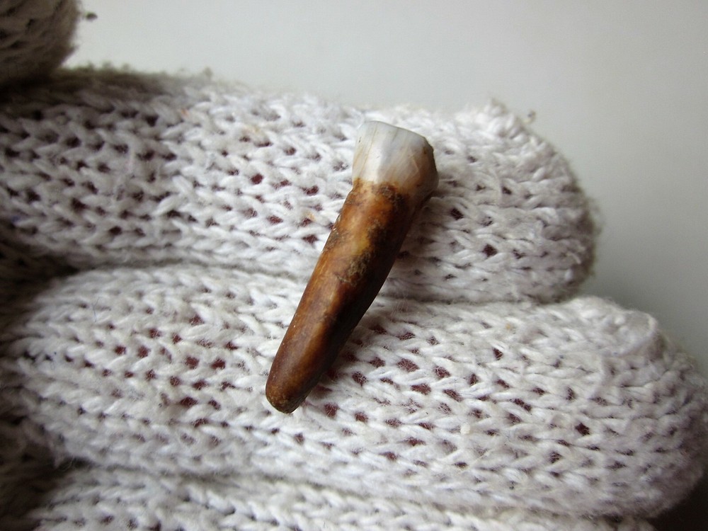 Rare Ancient Viking small Amulet Pendant baby Wolf Tooth IX – X AD.